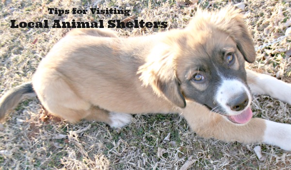 Tips for visiting local animal shelters in Oklahoma City