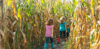 Fall Farms Corn Mazes OKC