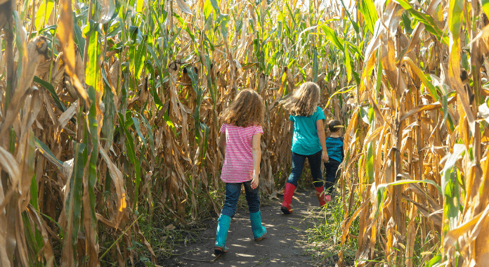 Fall Farms Corn Mazes OKC