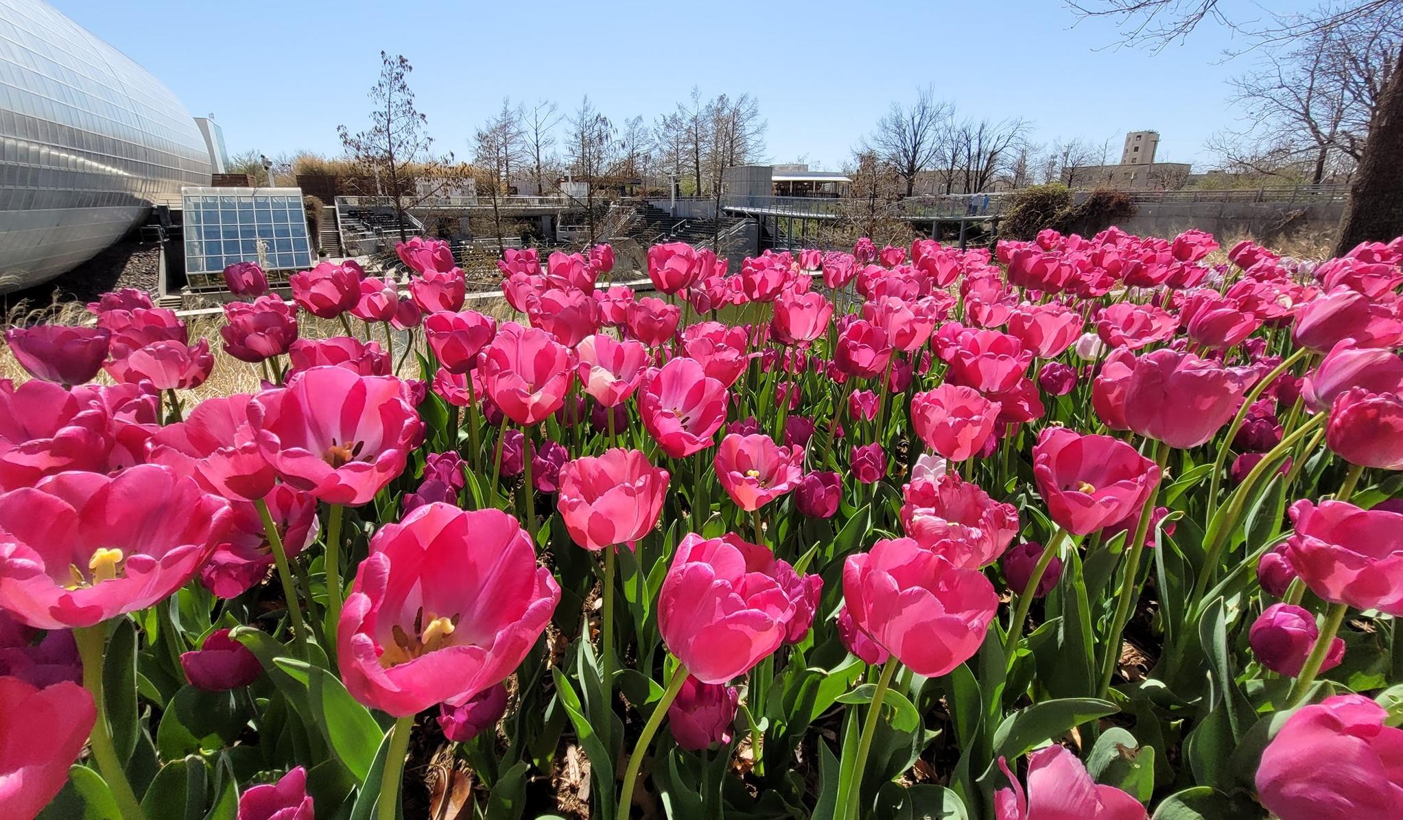 OKC's Annual Tulip Festival Returns This Spring to Myriad Botanical Gardens