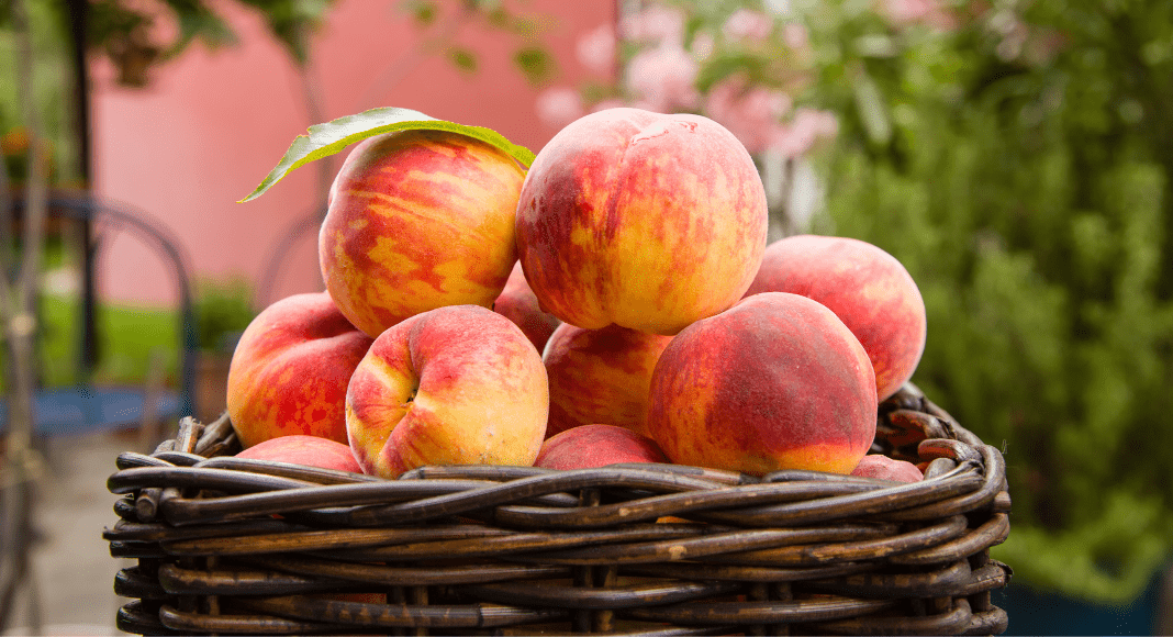 Visit the Stratford Peach Festival